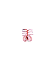 Love Collection - Metal Claw / Rose Gold